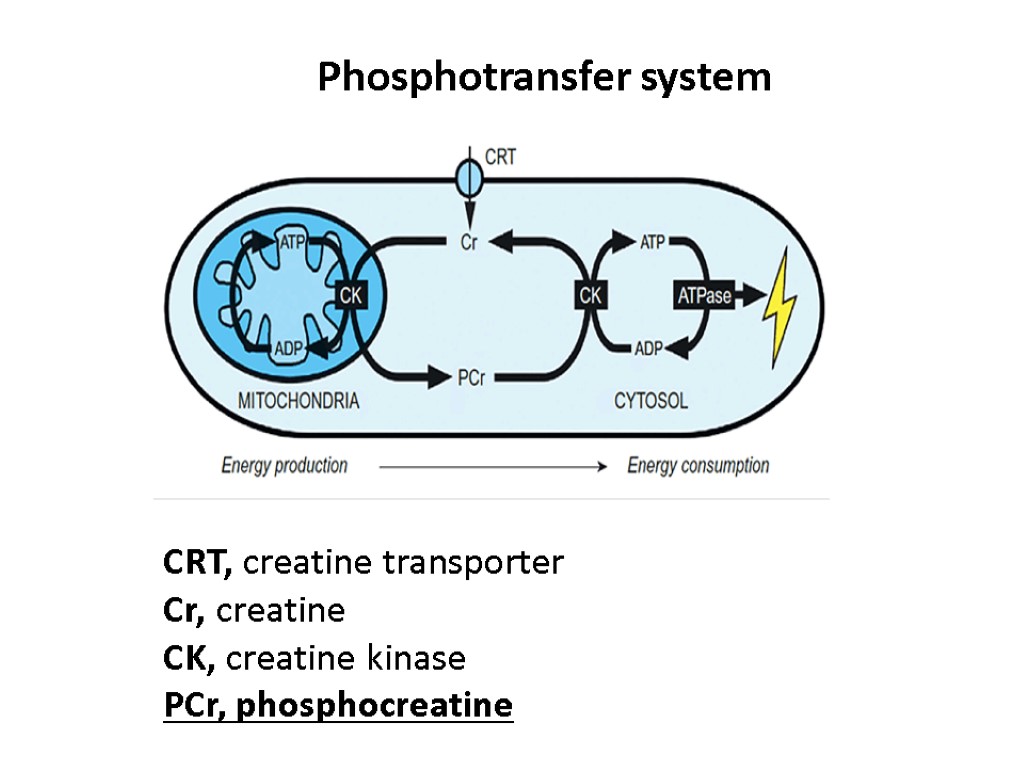 Phosphotransfer system CRT, creatine transporter Cr, creatine CK, creatine kinase PCr, phosphocreatine